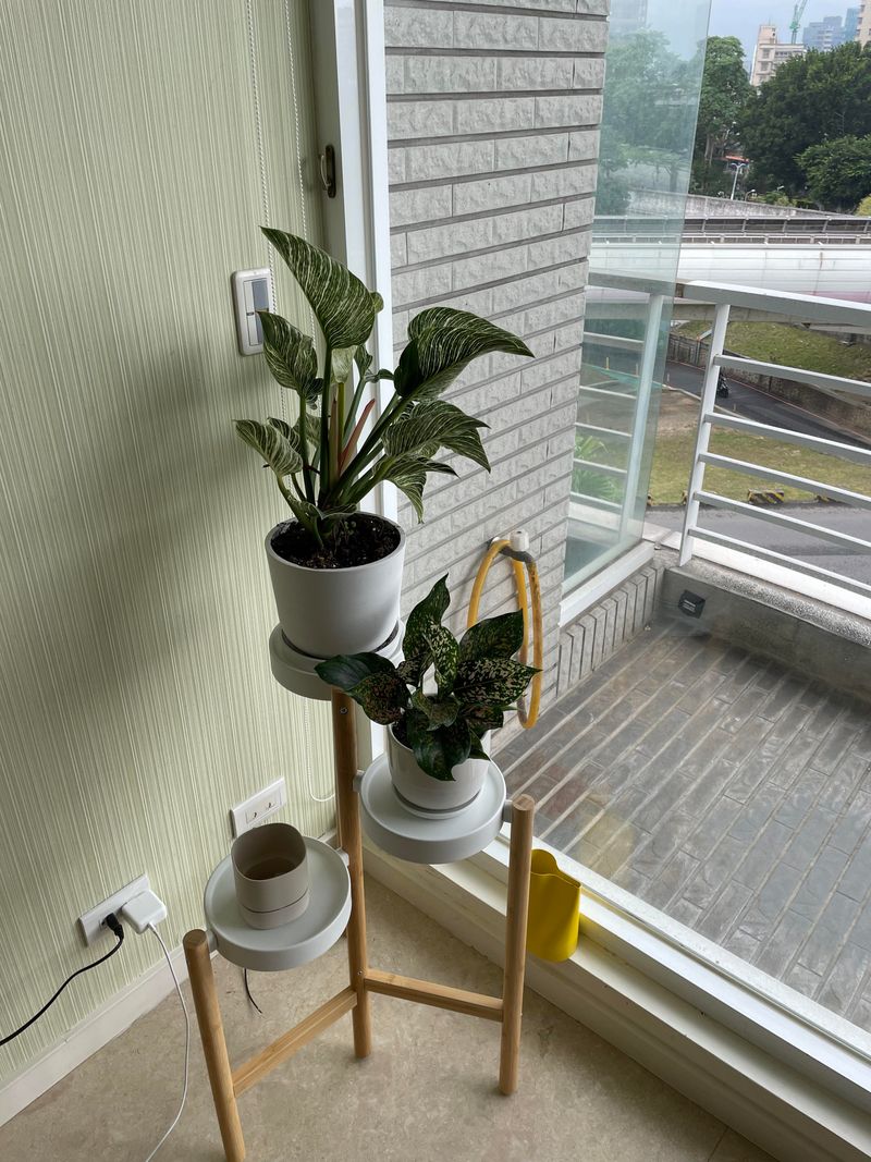 Rotate Pots So Every Side Gets Sun