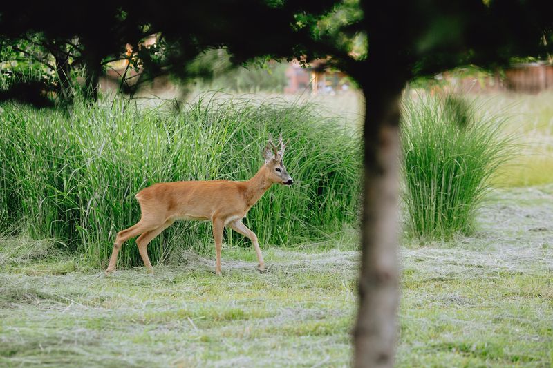 Rotate Repellent Scents So Deer Don’t Get Used To Them