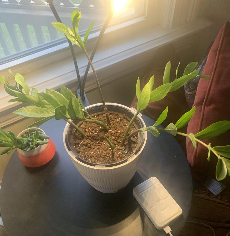 Rotate The Pot For Even Growth