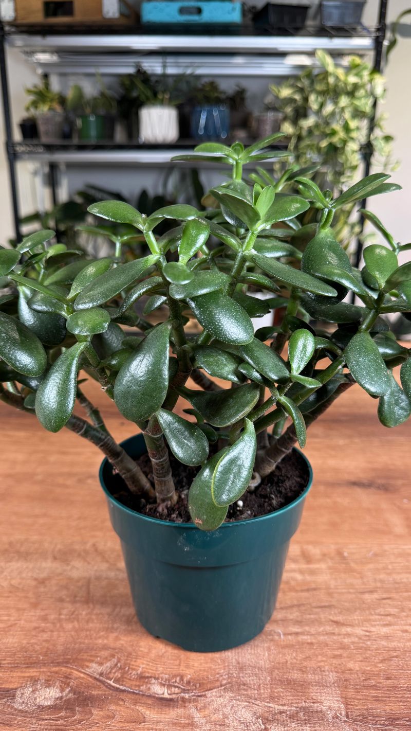 Rotate The Pot For Even Growth