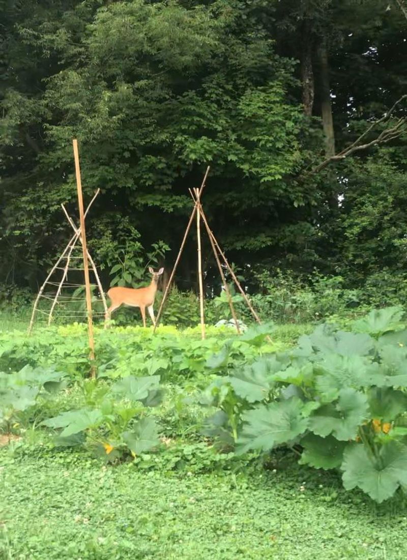 Rotating Repellents Keeps Deer Guessing