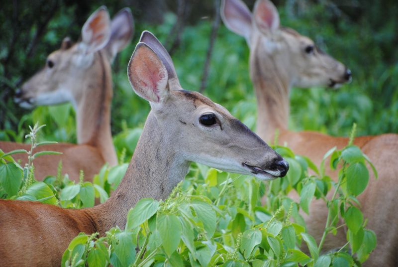 Rotten Eggs Send Deer Packing