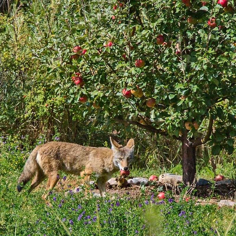 Rotting Fallen Fruit Gives Coyotes Another Reason To Visit Rotting Fallen Fruit Gives Coyotes Another Reason To Visit