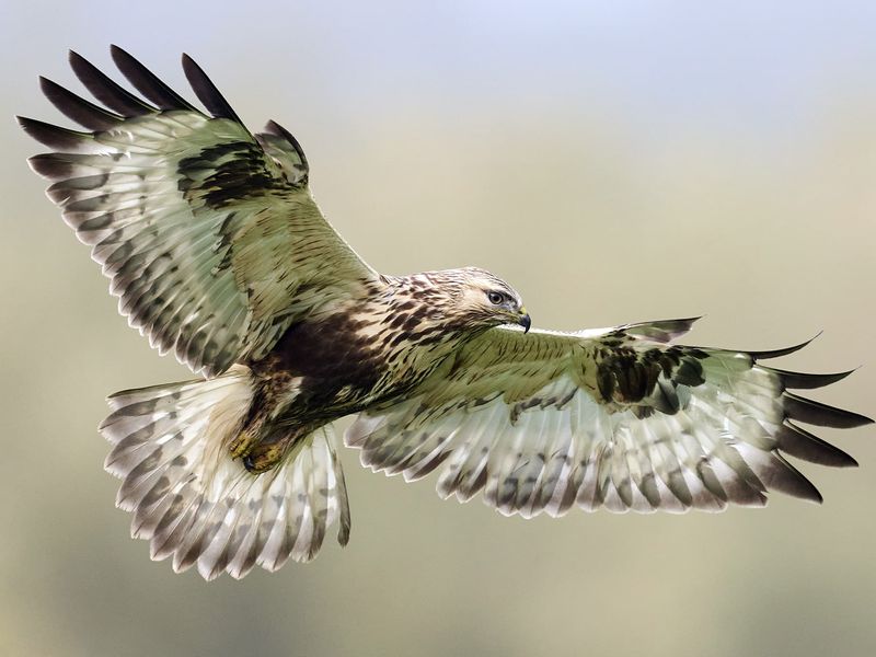 Rough-Legged Hawks Patrol Open Fields From The Arctic Rough-Legged Hawks Patrol Open Fields From The Arctic