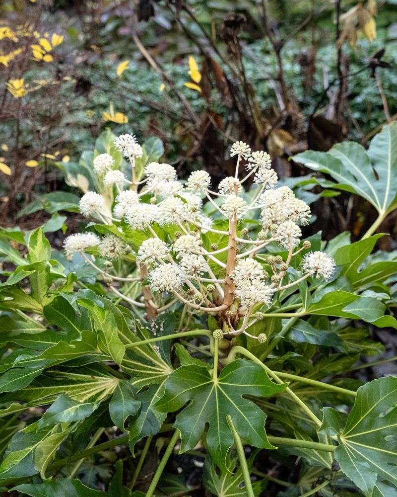 Round Clusters Of Creamy White Flowers Appear As Fall Winds Down Round Clusters Of Creamy White Flowers Appear As Fall Winds Down
