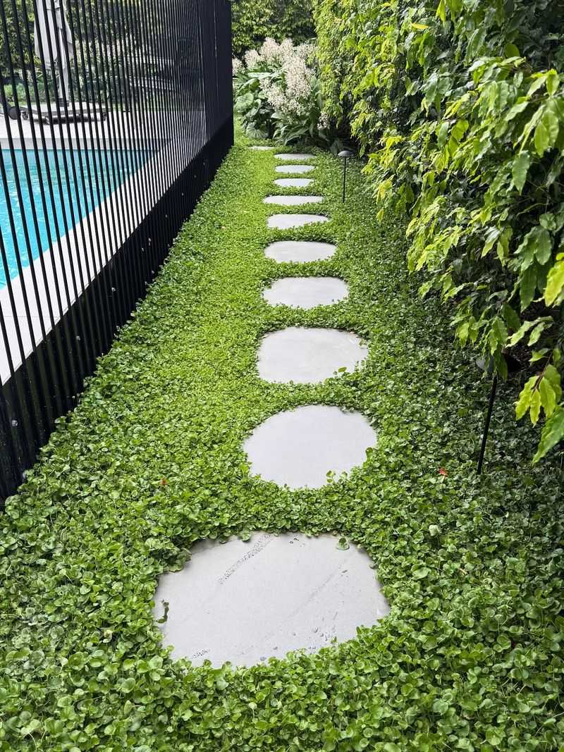 Round-Leaved Dichondra Can Pass For A Soft, Low Lawn Round-Leaved Dichondra Can Pass For A Soft, Low Lawn