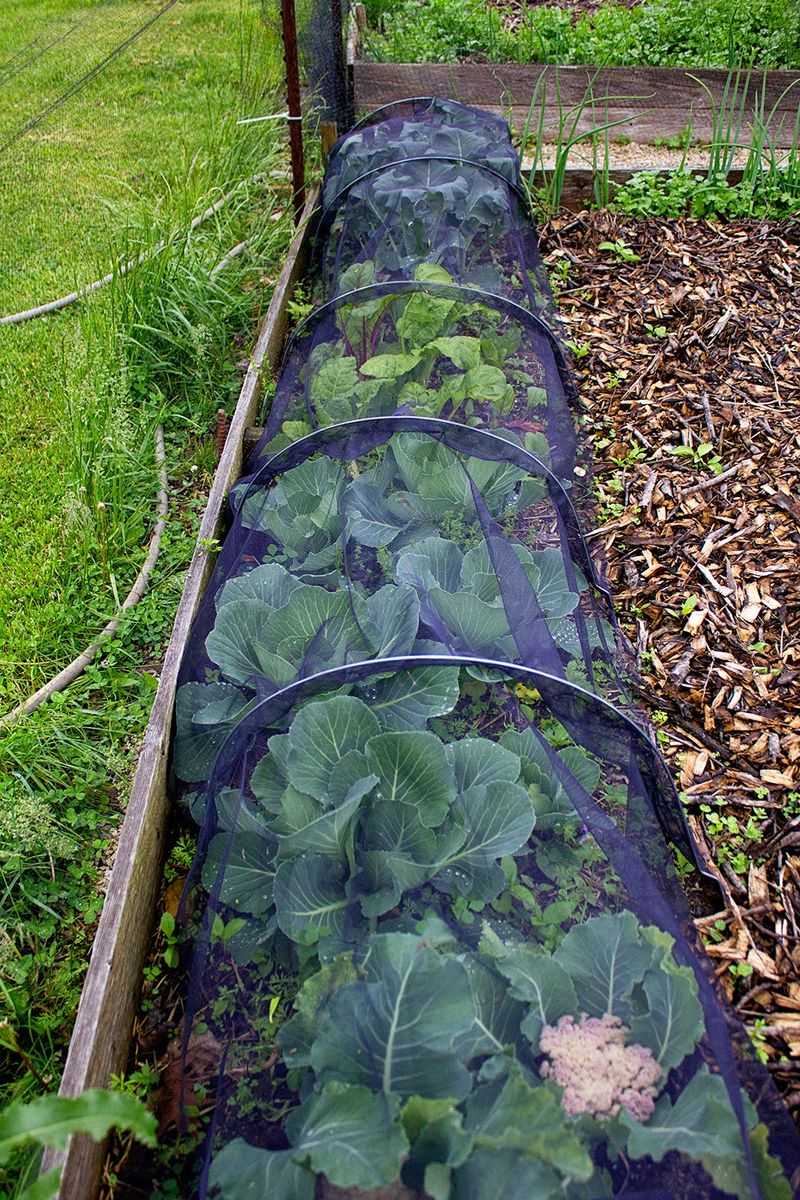 Row Covers For A Cleaner Spring Garden Row Covers For A Cleaner Spring Garden