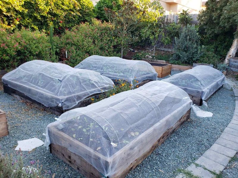Row Covers Keep The Flies Away