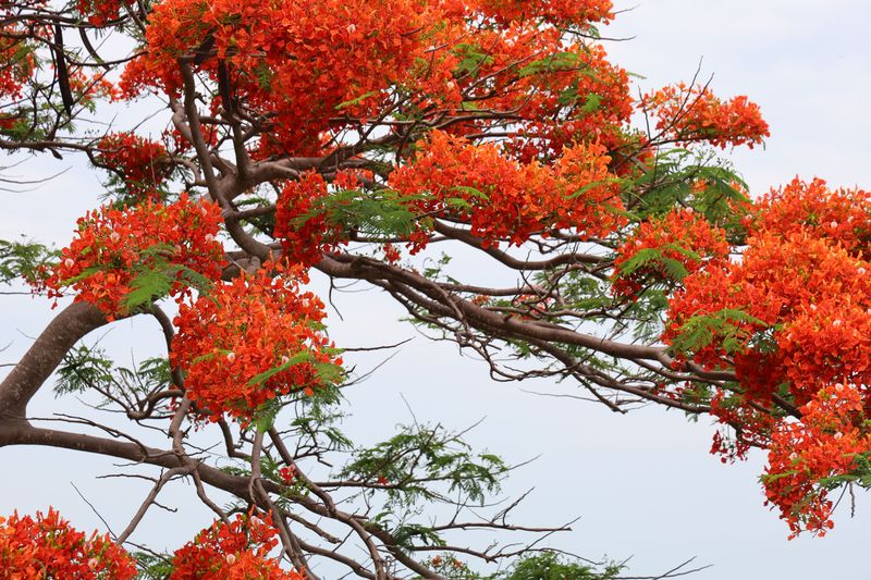 Royal Poinciana Royal Poinciana
