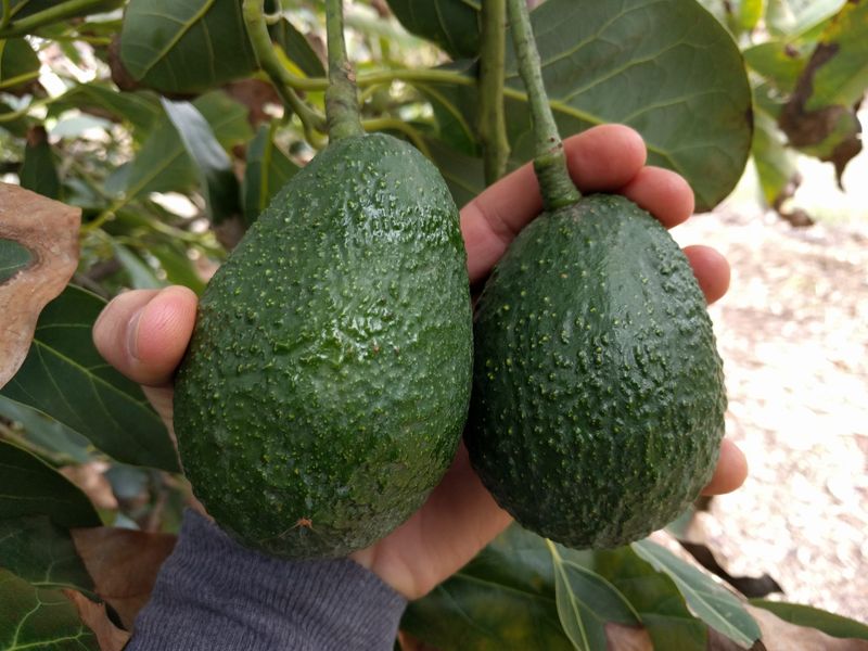 Rubbery Or Shriveled Fruit Signals An Early Pick Rubbery Or Shriveled Fruit Signals An Early Pick