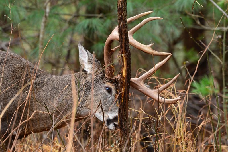 Rubbing Peaks During Fall Breeding Season