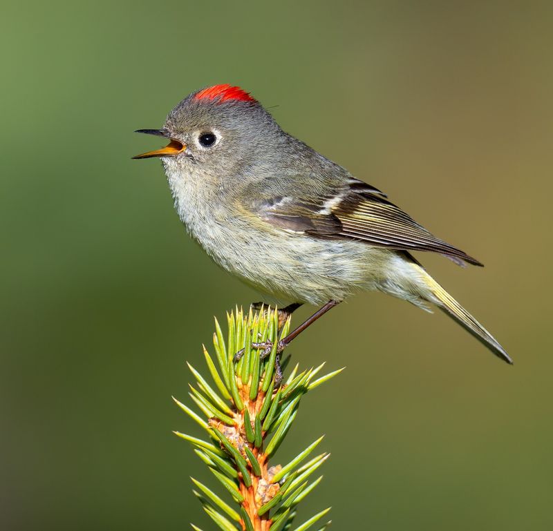 Ruby-Crowned Kinglet