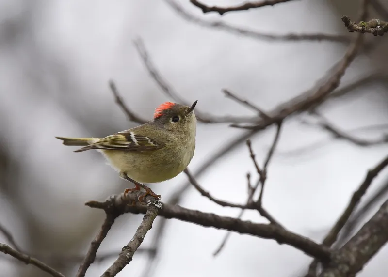 Ruby-Crowned Kinglets Flit Through The Shrubs Ruby-Crowned Kinglets Flit Through The Shrubs