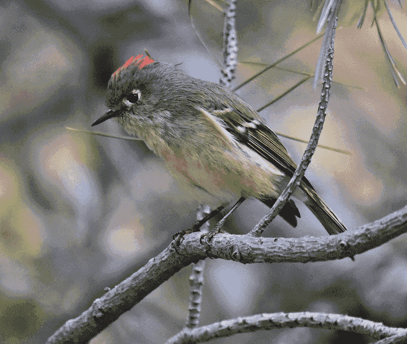 Ruby-crowned Kinglet