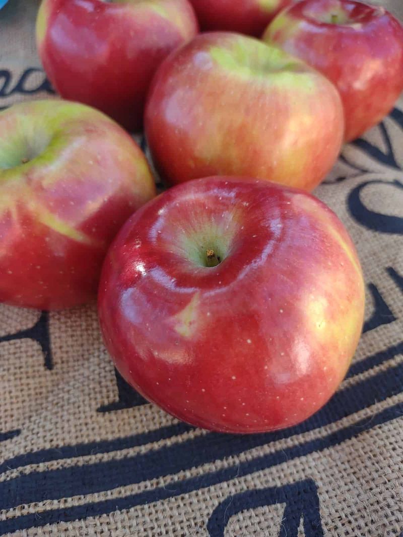 RubyFrost Apples Bring Tart Sparkle RubyFrost Apples Bring Tart Sparkle
