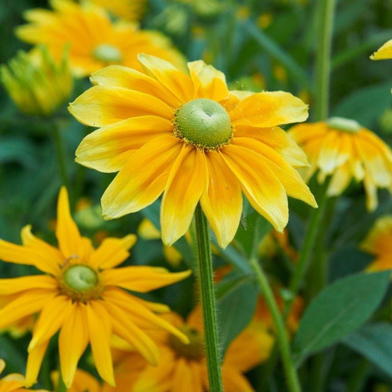 Rudbeckia Prairie Sun
