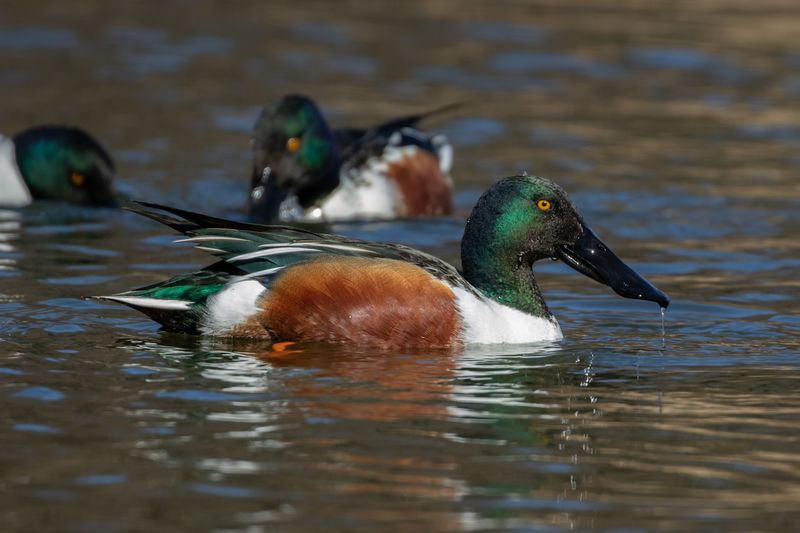 Ruddy Ducks, Coots, And Shovelers Settle On Park Lakes Ruddy Ducks, Coots, And Shovelers Settle On Park Lakes