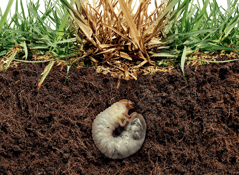 Rule Out Grubs Chewing The Roots