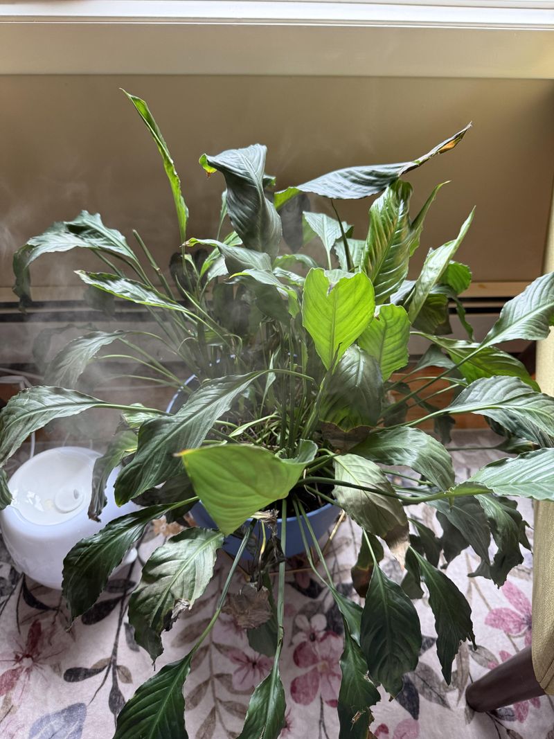 Run A Humidifier Or Group It With Other Plants Run A Humidifier Or Group It With Other Plants