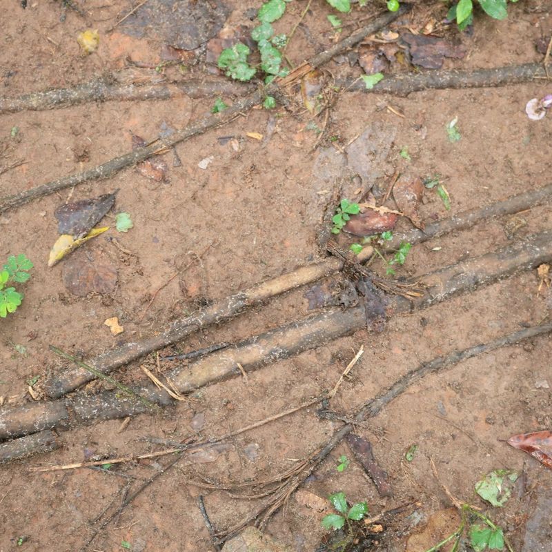 Runners Can Root Where Nodes Touch The Ground