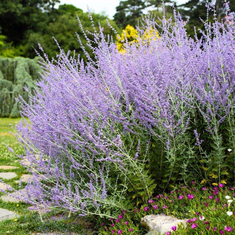 Russian Sage As A Hazy Purple Cloud Russian Sage As A Hazy Purple Cloud