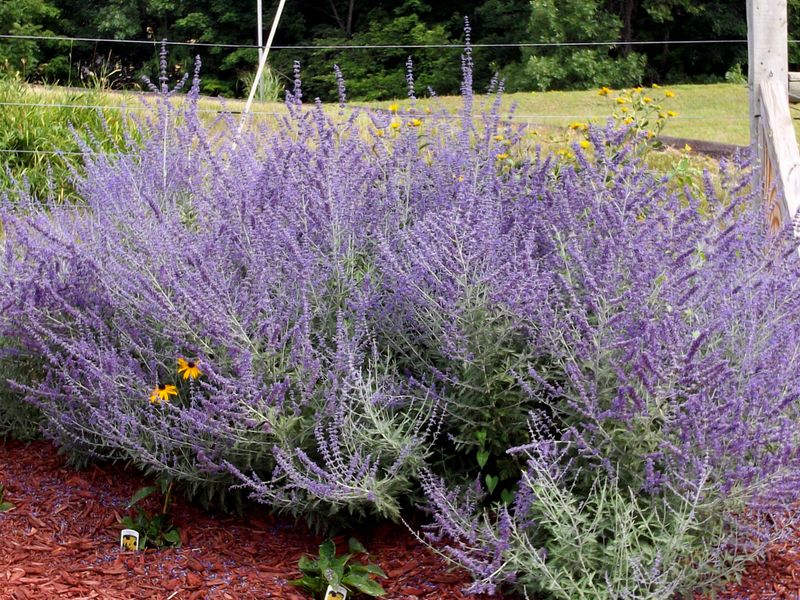 Russian Sage, Better Trimmed In Spring Russian Sage, Better Trimmed In Spring