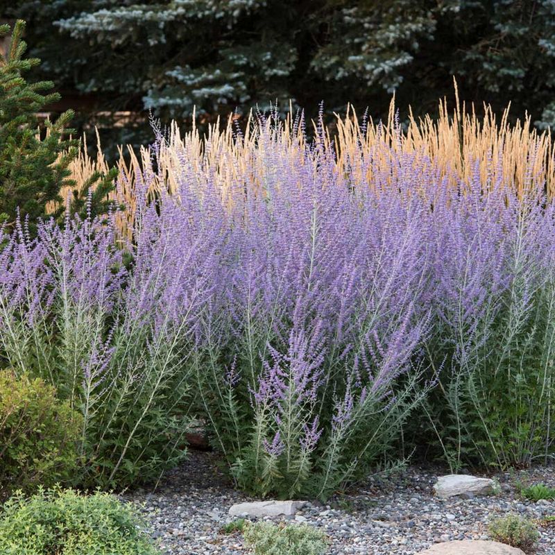 Russian Sage Russian Sage