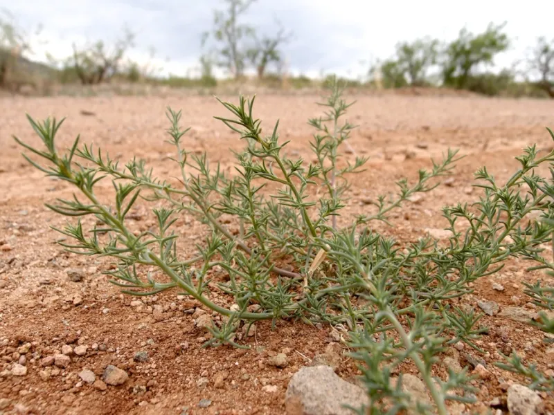 Russian Thistle (Tumbleweed)