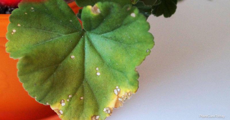 Rust Or Bacterial Disease Shows Up As Spots Rust Or Bacterial Disease Shows Up As Spots