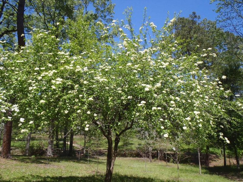 Rusty Blackhaw Viburnum