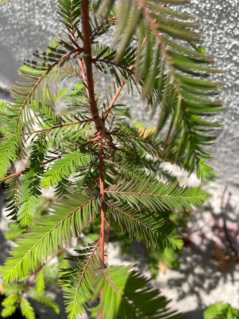 Rusty Brown Needles Are Often Part Of A Normal Fall Change Rusty Brown Needles Are Often Part Of A Normal Fall Change