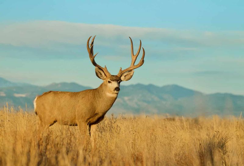 Rutting Bucks Get Bold And Restless From October Into December