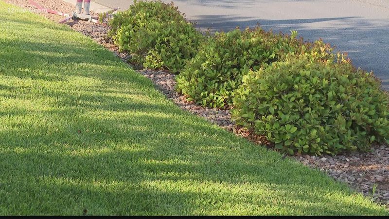 Ryegrass gives dormant bermudagrass winter color
