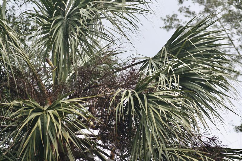 Sabal Palm, Florida’s State Tree And A Robin Favorite Sabal Palm, Florida’s State Tree And A Robin Favorite