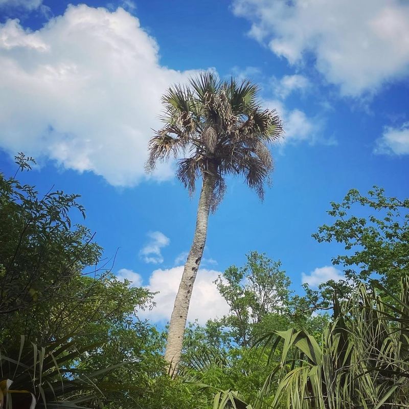 Sabal Palm Shows Off True Florida Pride