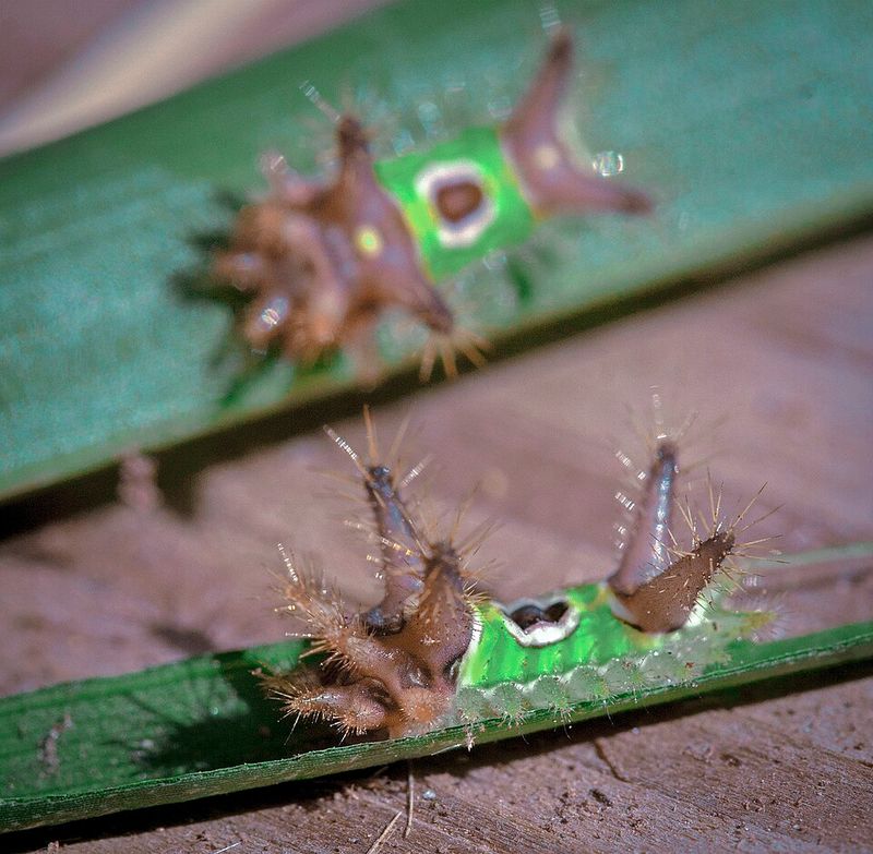 Saddleback Caterpillars On Garden Shrubs