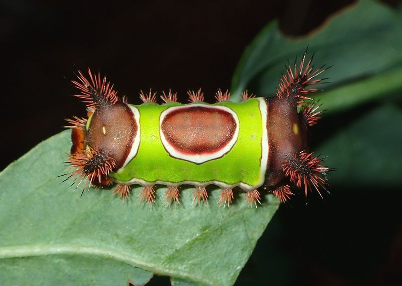 Saddleback Caterpillars Wear A Bright Green Blanket Saddleback Caterpillars Wear A Bright Green Blanket
