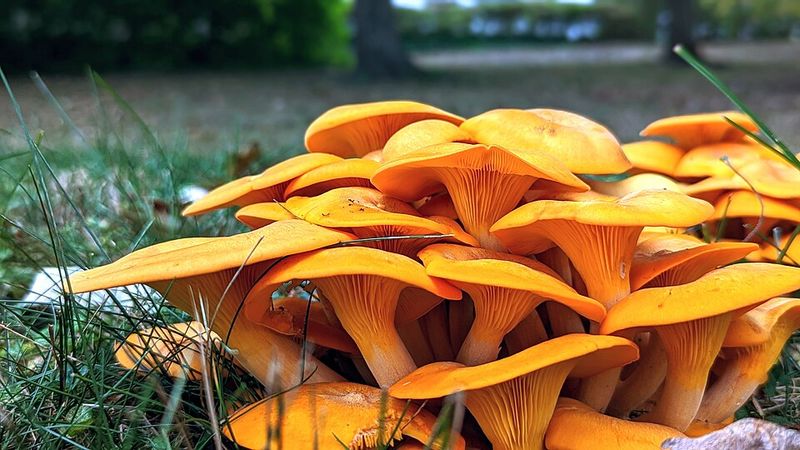 Safe Habits For Fall Foraging