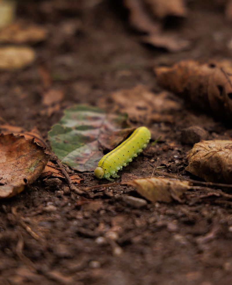Safe Hiding Spots For Caterpillars And Moths