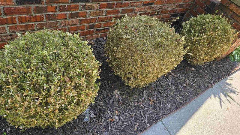 Safe Home Treatments For Michigan Boxwood Owners