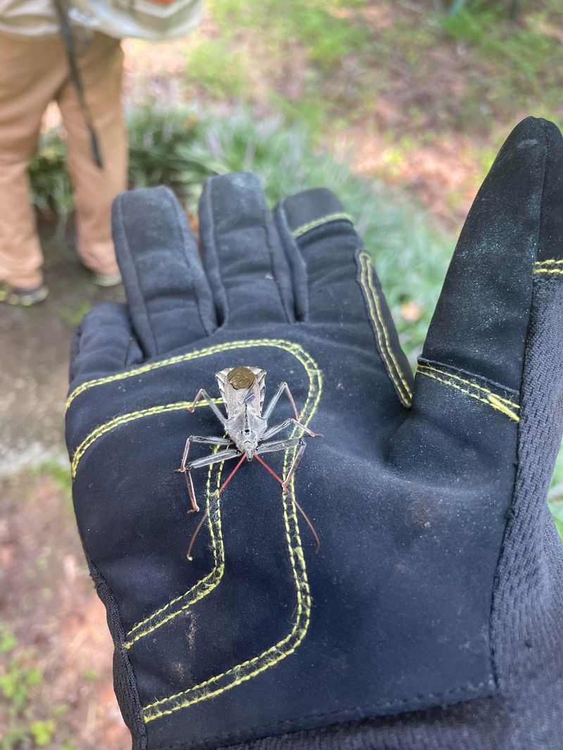 Safe Relocation With A Jar Or Thick Gloves