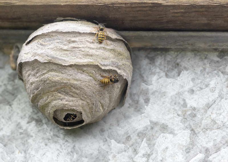 Safe Removal Or Leaving It As Decoration Safe Removal Or Leaving It As Decoration