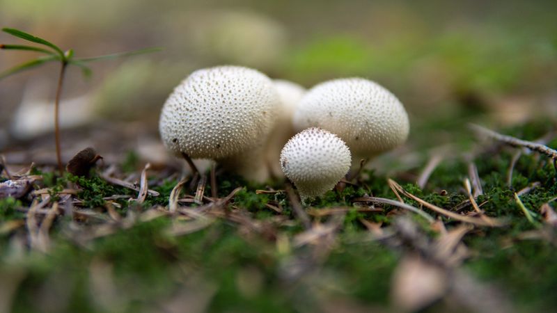 Safe Removal Without A Cloud Of Spores