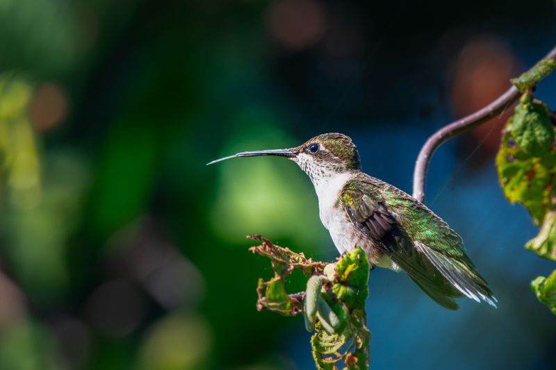Safe Rescue Steps For A Trapped Hummingbird