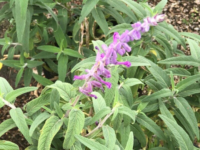 Sage