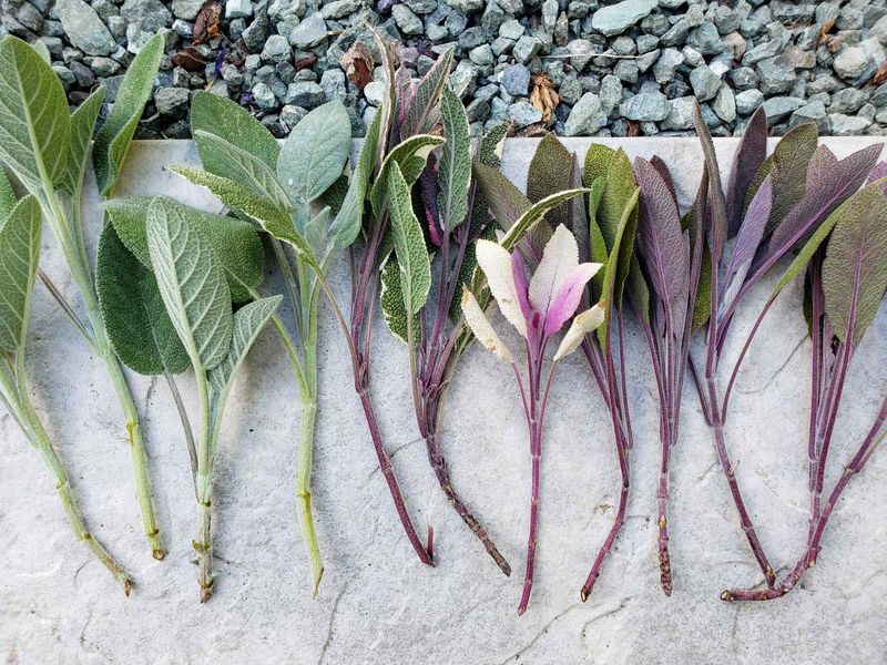Sage Roots From Soft Stem Cuttings