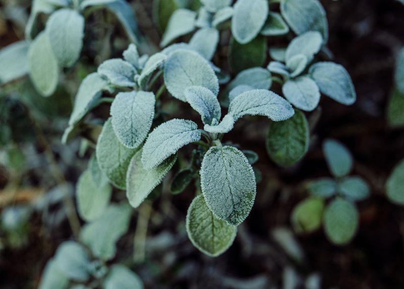Sage Wears Velvety Silver Leaves Sage Wears Velvety Silver Leaves