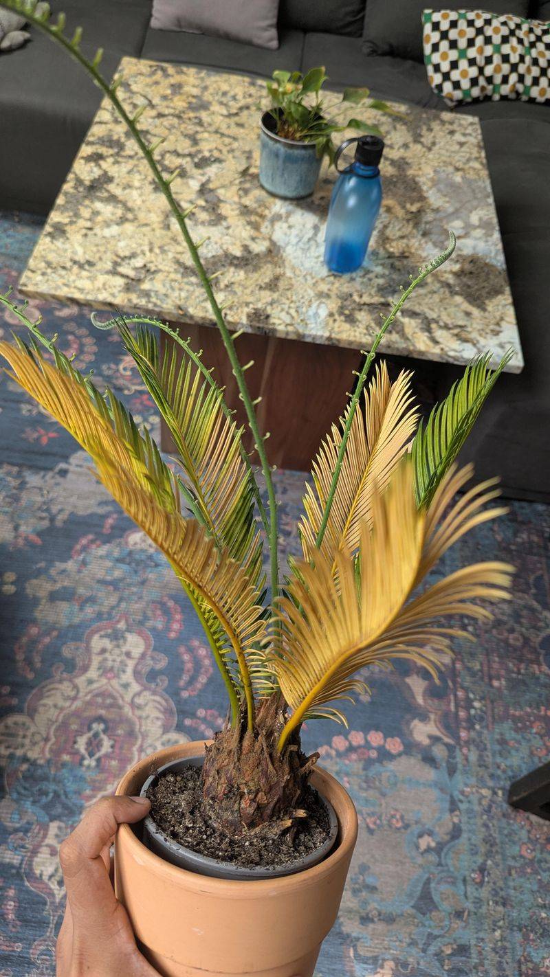 Sago Palm, A Hidden Hazard For Dogs Sago Palm, A Hidden Hazard For Dogs