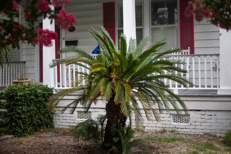 Sago Palm Is One Of The Most Dangerous For Pets Sago Palm Is One Of The Most Dangerous For Pets