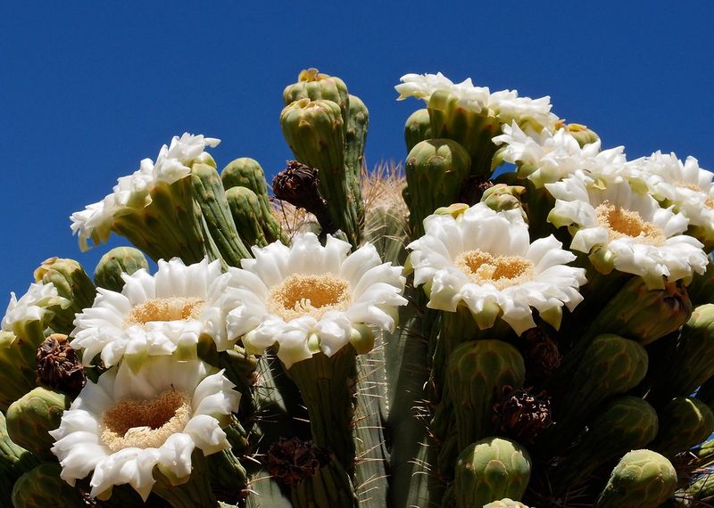 Saguaro flowers open on a short night schedule
